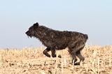 BOUVIER DES ARDENNES 123